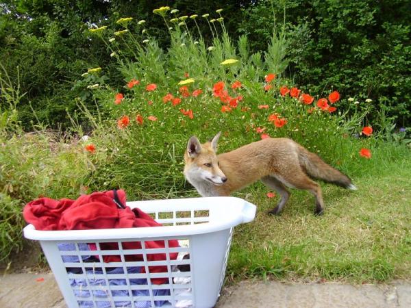 can i help with the washing