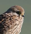 Kestrel album