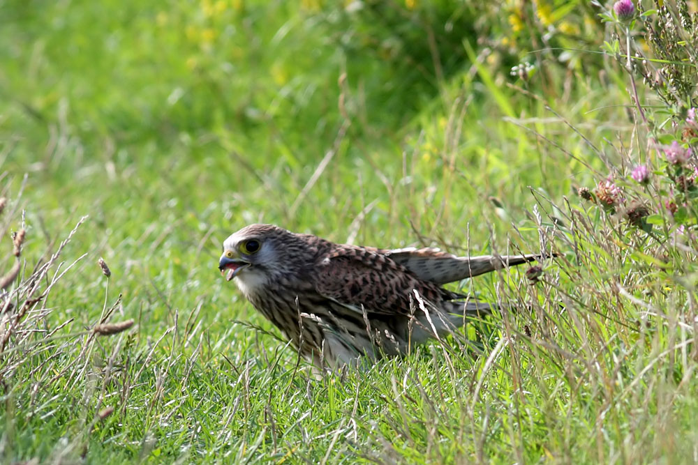 kestrel_0208096458.jpg
