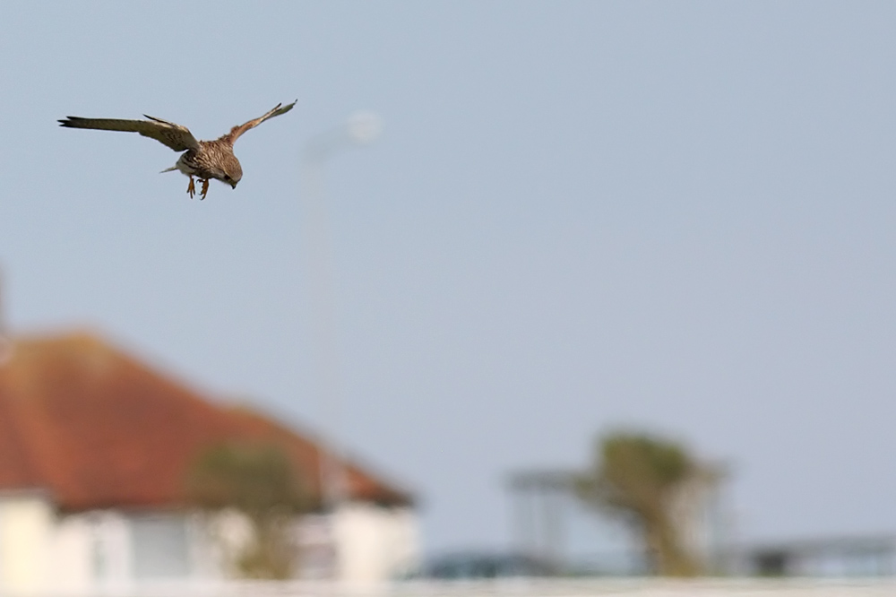 kestrel_0208096574.jpg