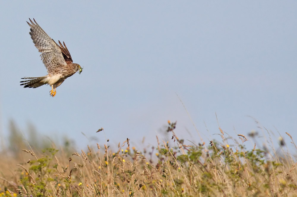 kestrel_0208096686.jpg