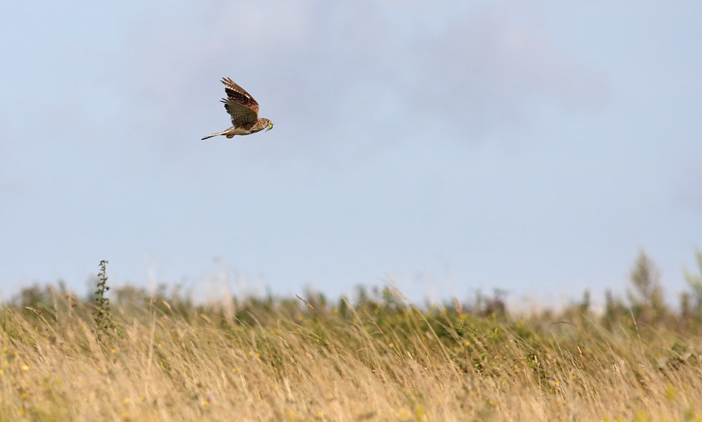 kestrel_0208096690.jpg