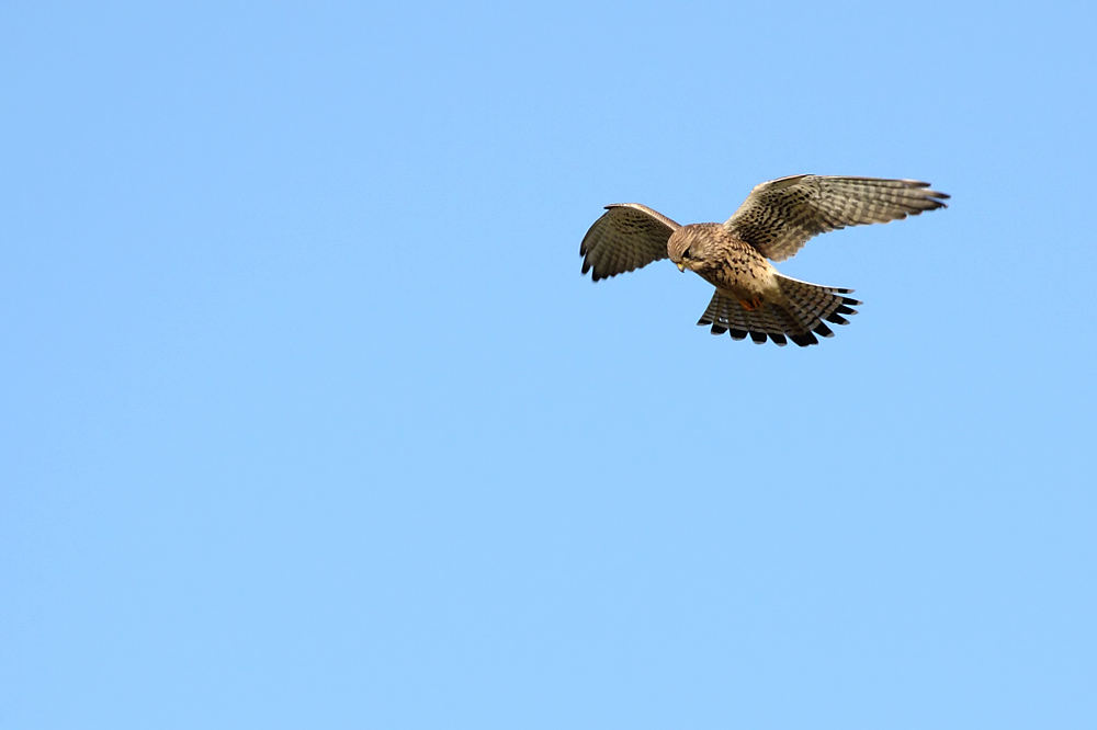 kestrel_0711090188.jpg