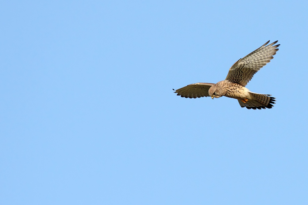 kestrel_0711090193.jpg
