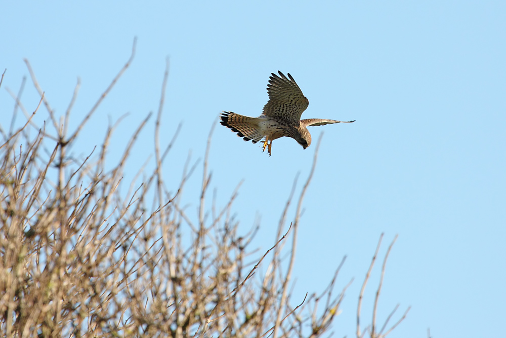 kestrel_0711090296.jpg