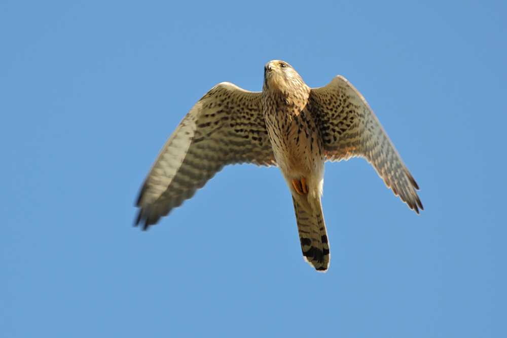 kestrel_0711090300.jpg