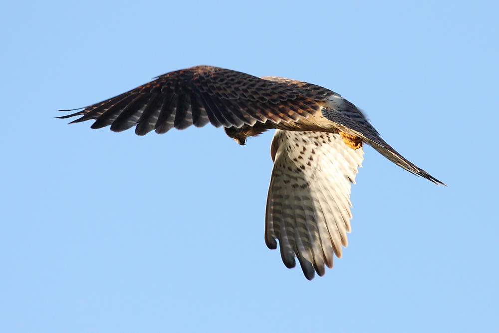 kestrel_0711090339.jpg