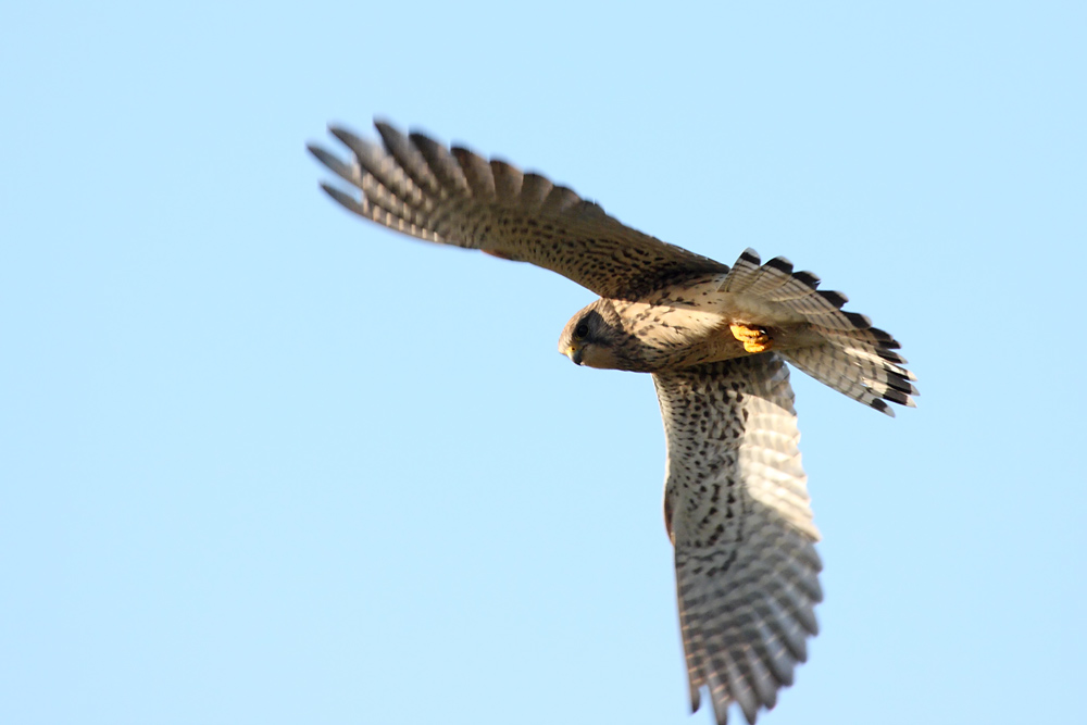 kestrel_0711090353.jpg