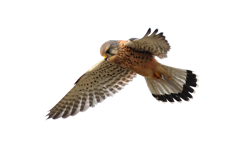 kestrel_1101099237.jpg