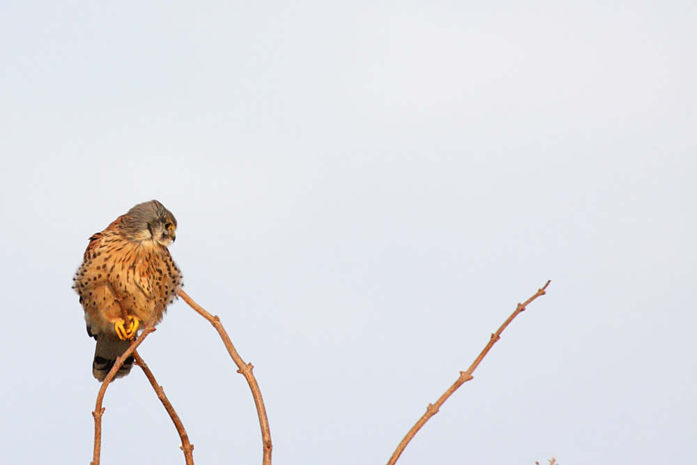 kestrel_1101099341.jpg