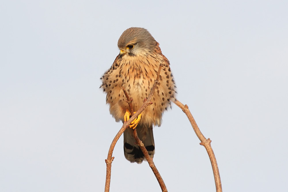kestrel_1101099349.jpg