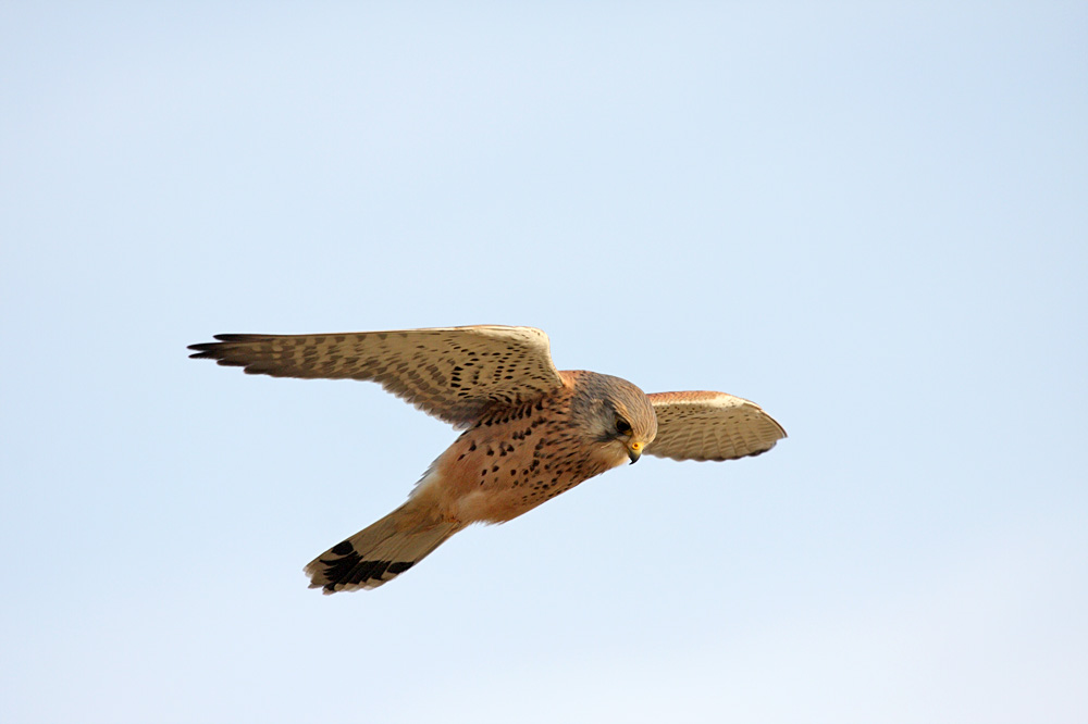 kestrel_1101099411.jpg
