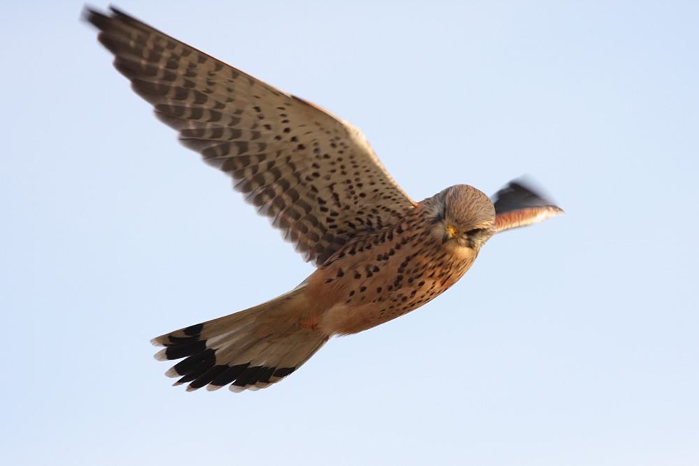kestrel_1101099421.jpg