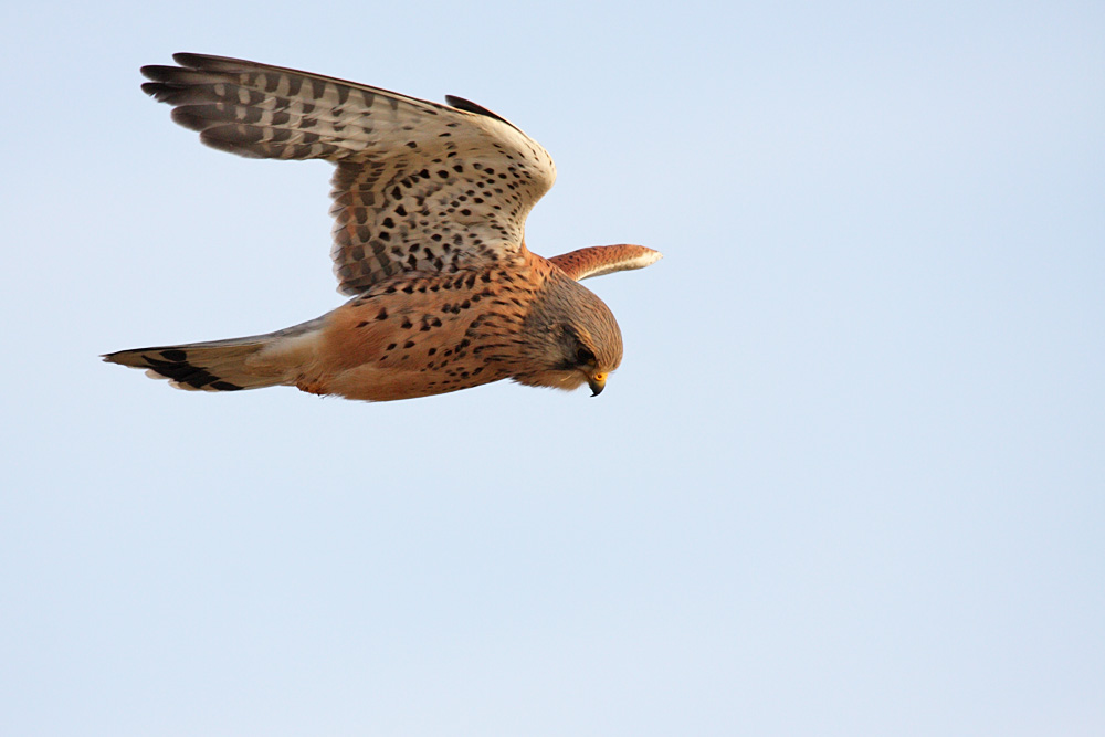 kestrel_1101099430.jpg