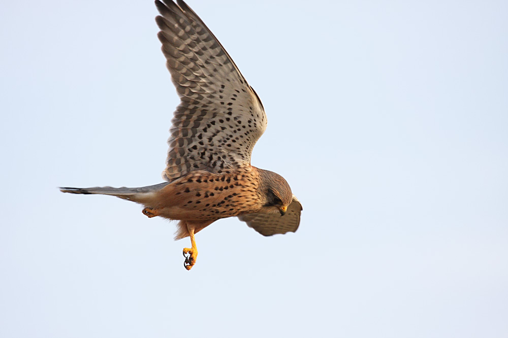 kestrel_1101099451.jpg