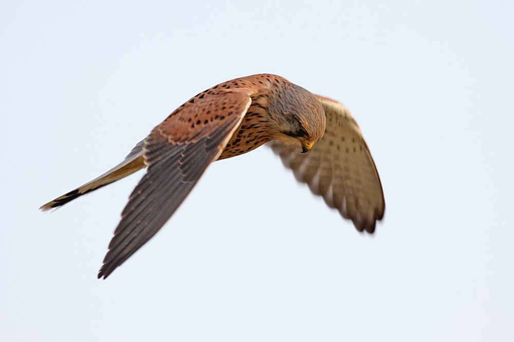 kestrel_1101099474.jpg