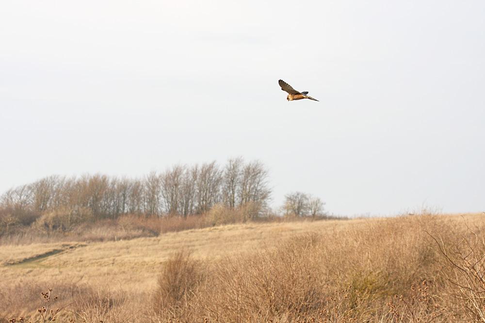 kestrel_1101099478.jpg
