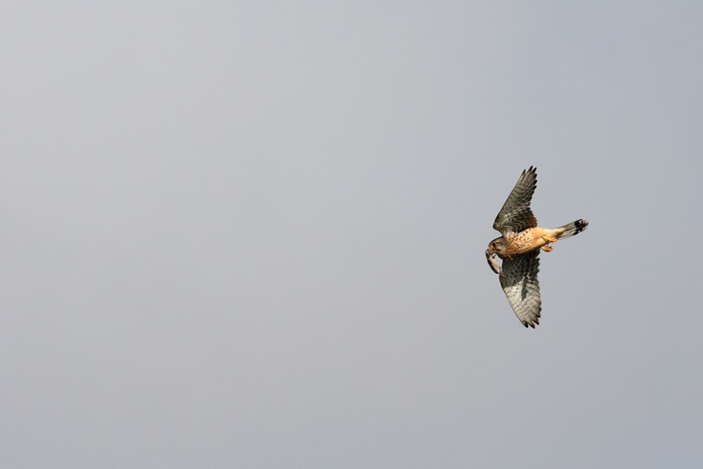 kestrel_1207093019.jpg
