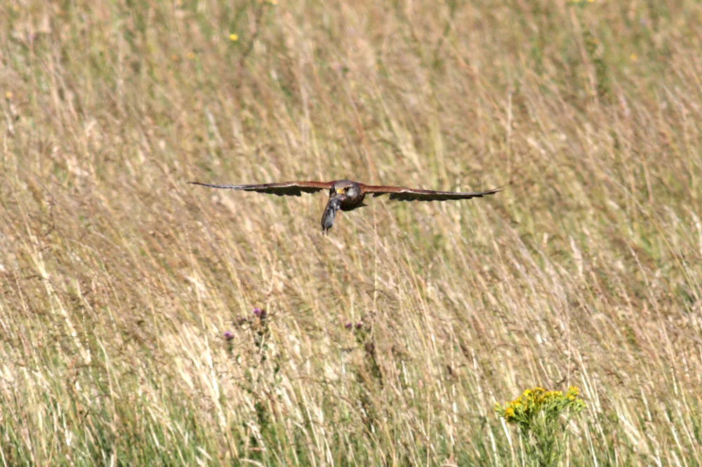 kestrel_1207093024.jpg