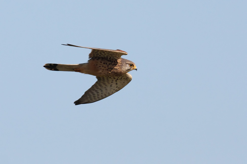 kestrel_1207093050.jpg
