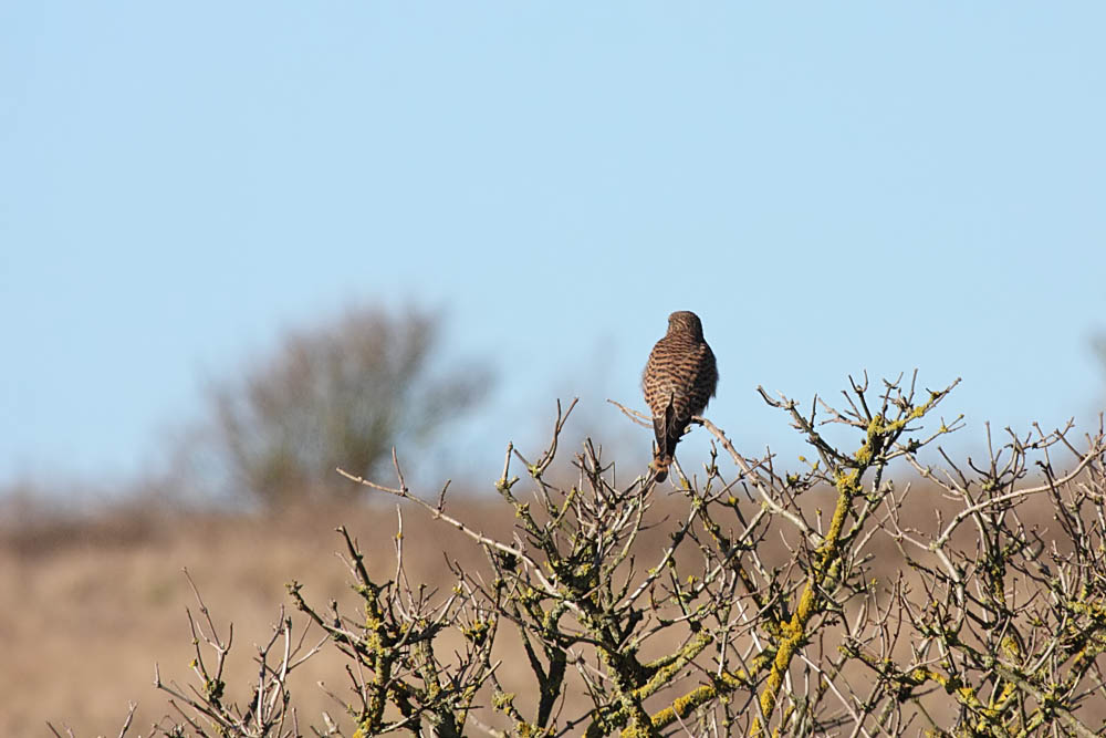 kestrel_1402094067.jpg