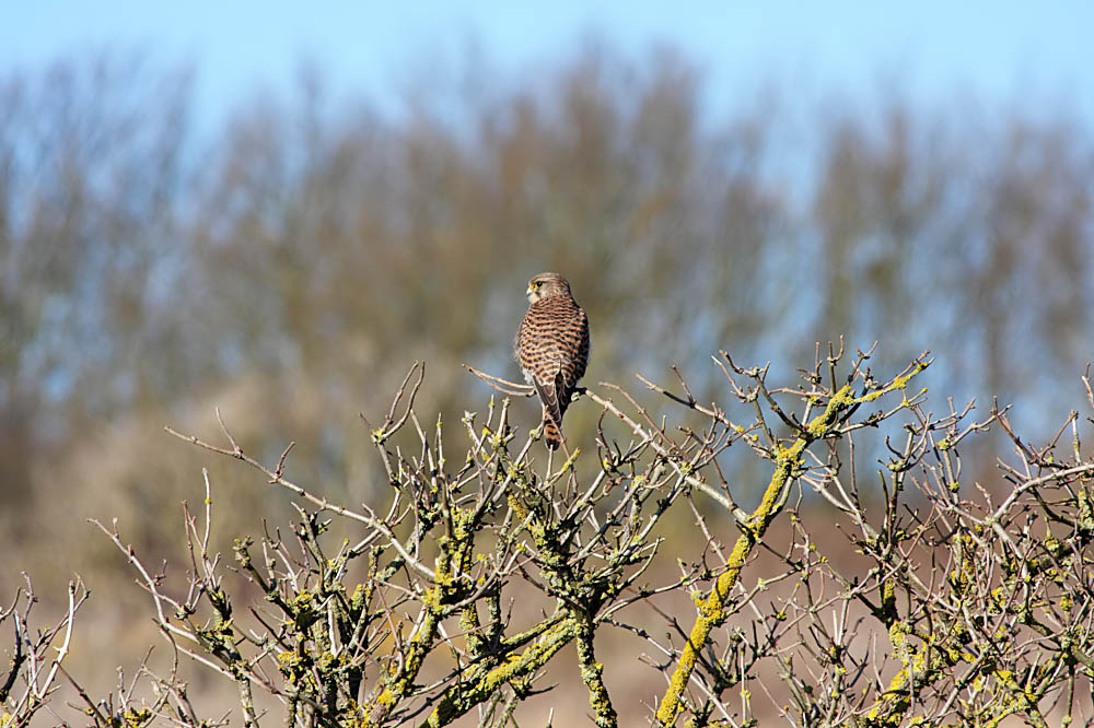 kestrel_1402094071.jpg