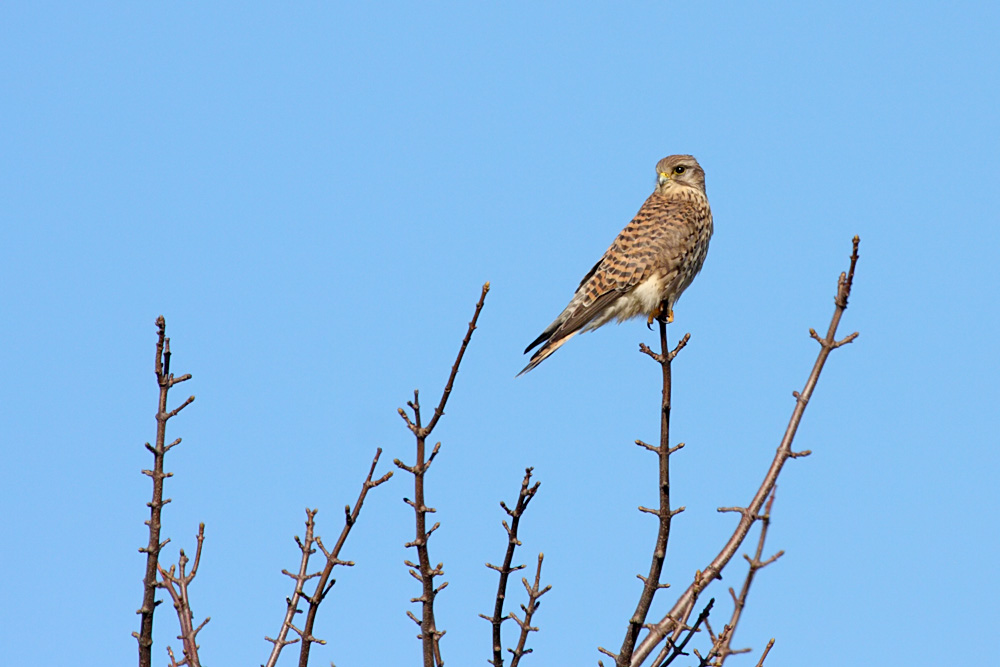 kestrel_1402094091.jpg