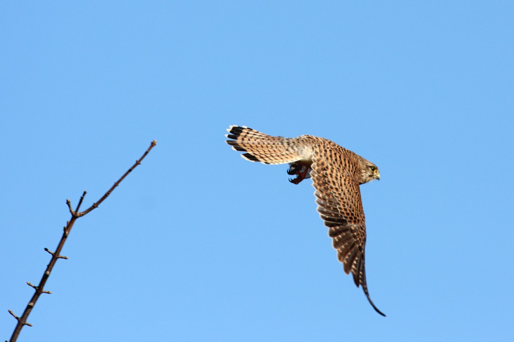 kestrel_1402094102.jpg