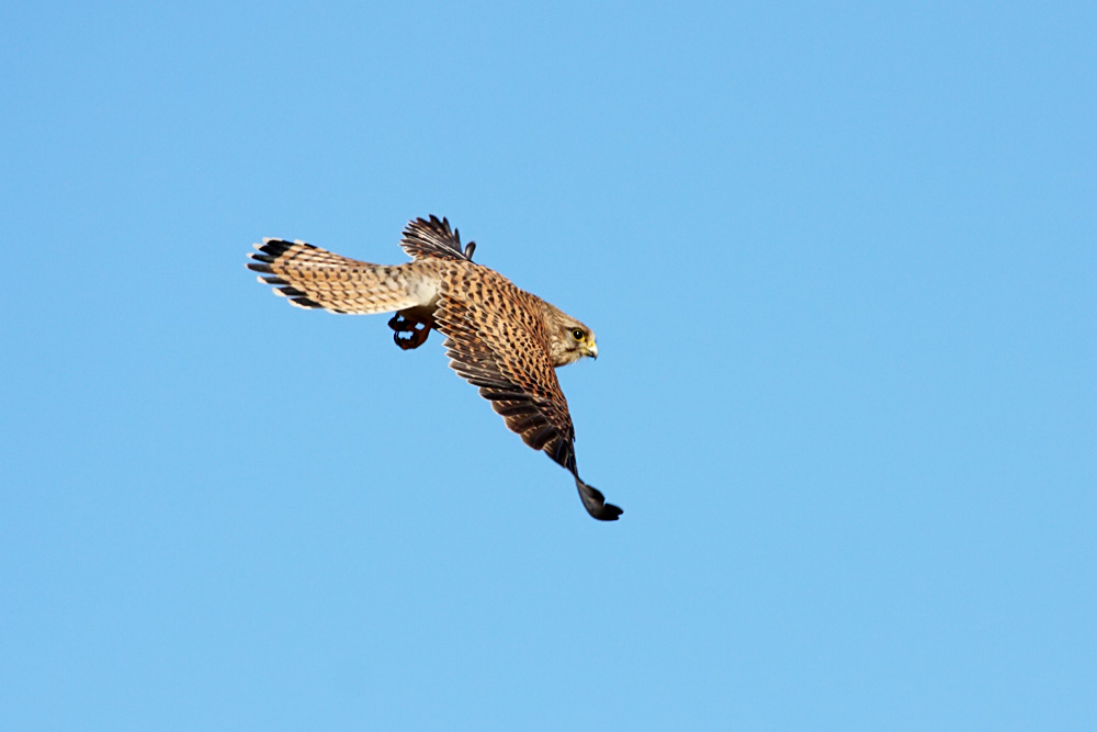 kestrel_1402094103.jpg