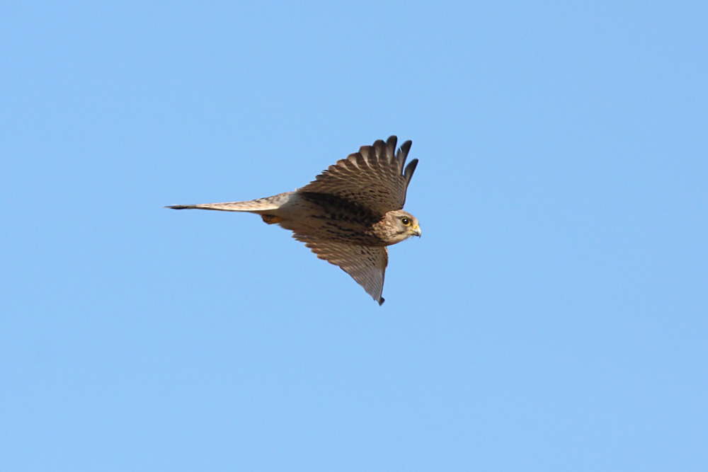 kestrel_1402094104.jpg
