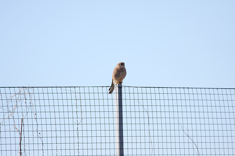 kestrel_1402094136.jpg