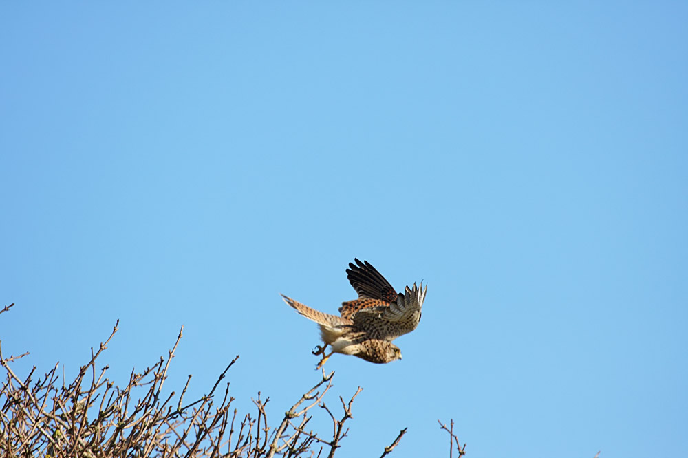kestrel_1402094150.jpg