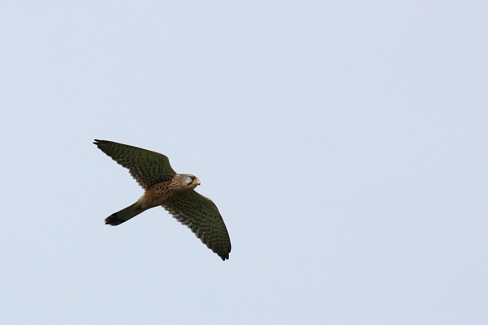 kestrel_1605092386.jpg