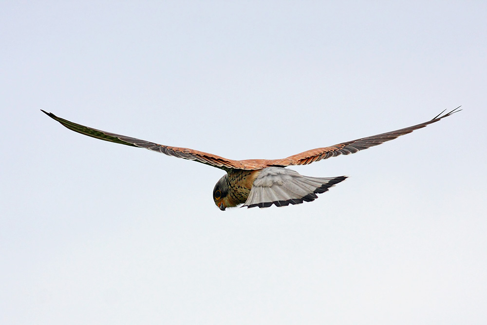 kestrel_1605092480.jpg