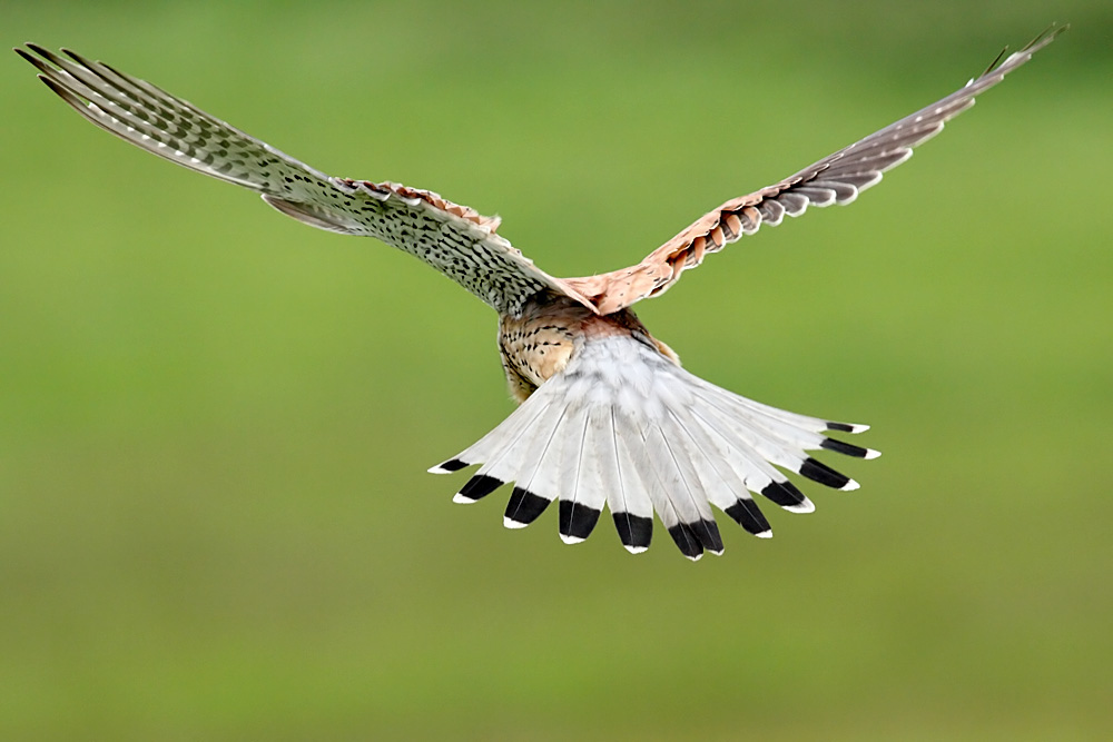 kestrel_1605092516.jpg
