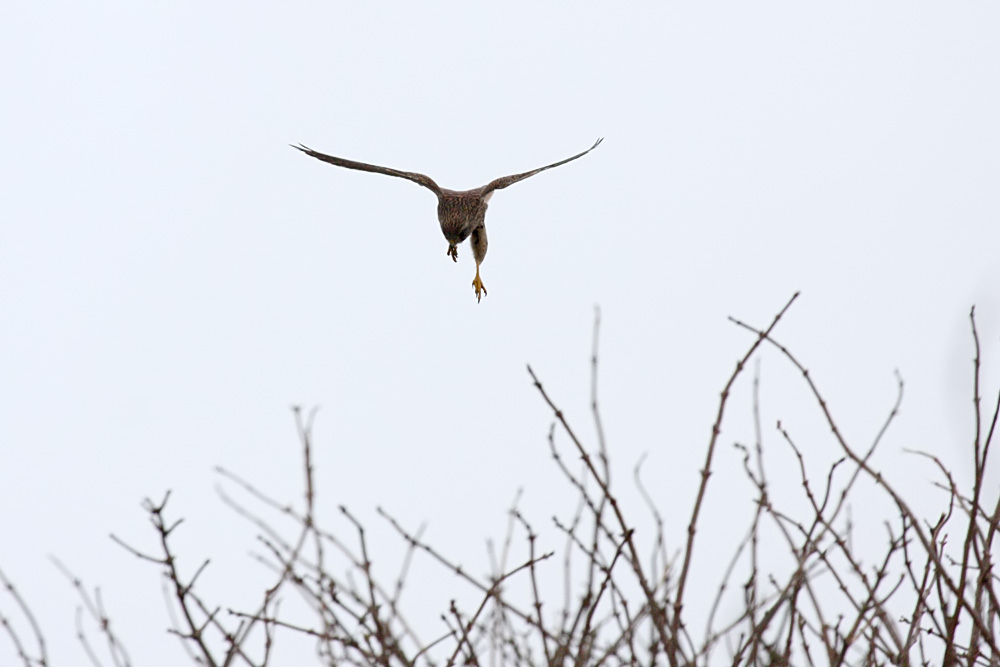 kestrel_1701099954.jpg