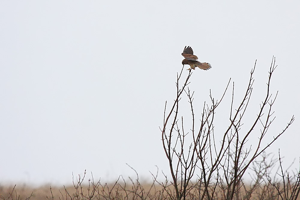 kestrel_1701099966.jpg