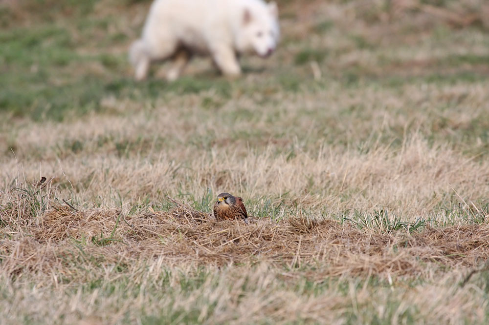 kestrel_dog_1101099175.jpg