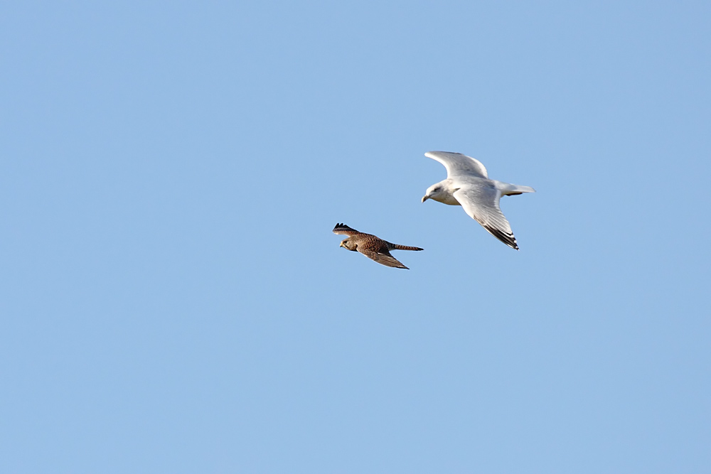 kestrel_gull_0711090216.jpg