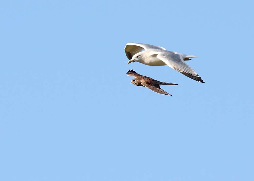 kestrel_gull_0711090217.jpg