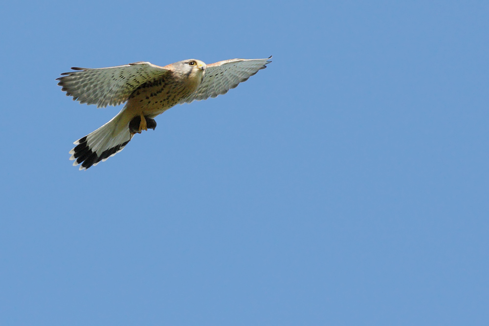 kestrel_shrew_2604091604.jpg