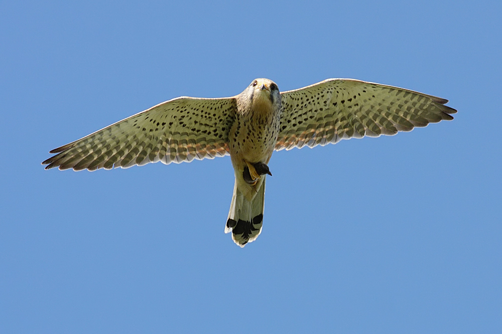kestrel_shrew_2604091623.jpg