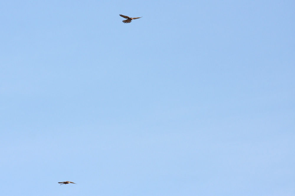 kestrels_1101099019.jpg