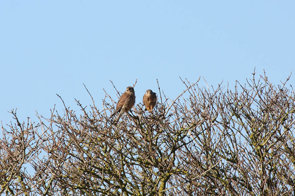 kestrels_1402094080.jpg