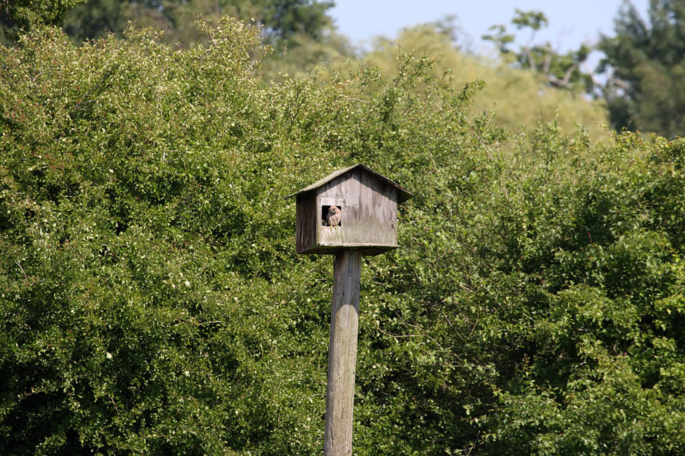 kestrel_chick_1406097706.jpg
