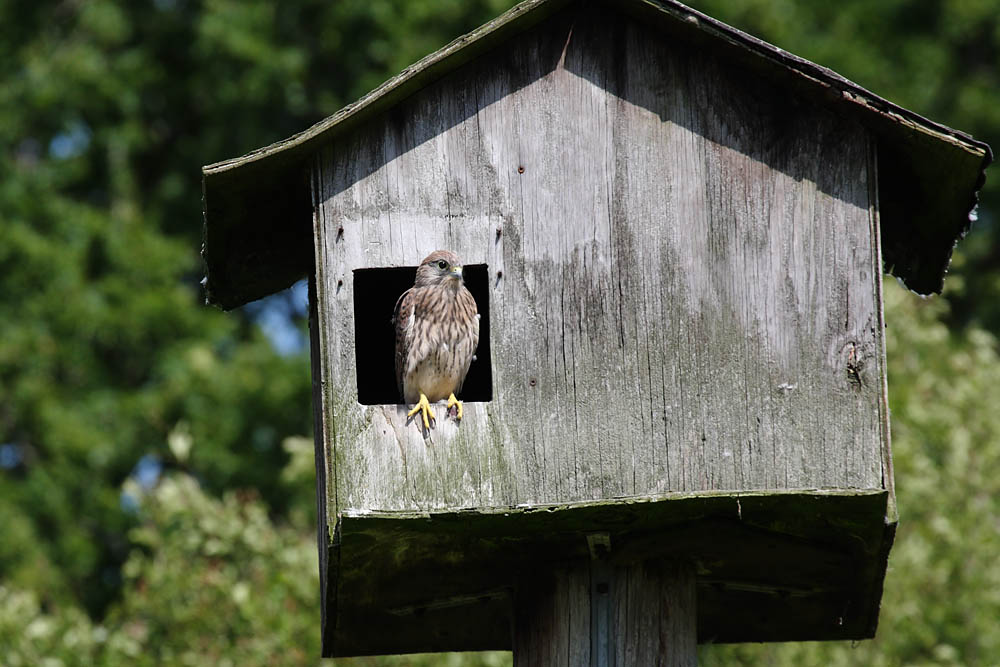 kestrel_chick_1406097745.jpg