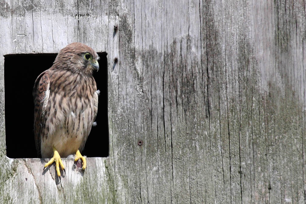 kestrel_chick_1406097749.jpg