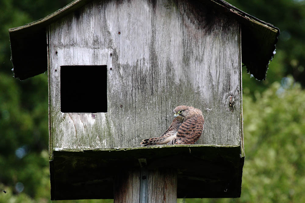 kestrel_chick_1406097760.jpg