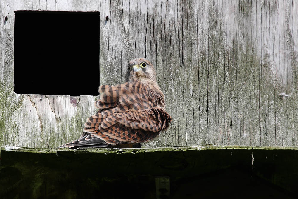kestrel_chick_1406097794.jpg