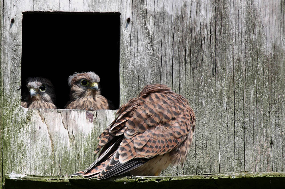 kestrel_chick_1406097805.jpg